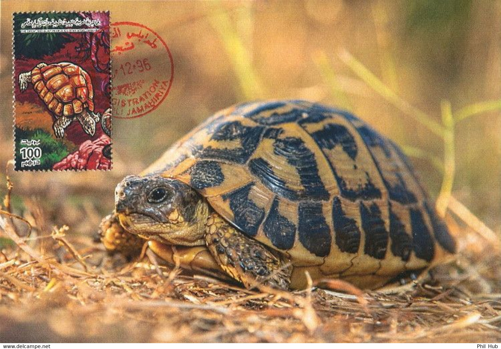 LIBYA 1996 Reptiles Reptilia Turtles (maximum-card) - Tartarughe