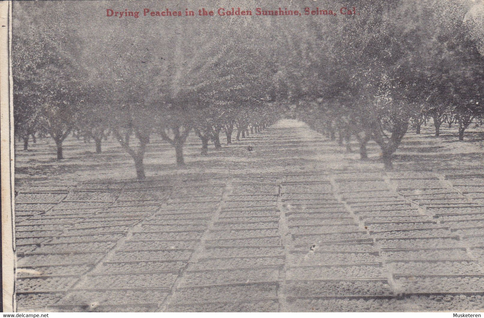 United States PPC Drying Peaches In The Golden Sunshine, Selma, California Publ. Dusy & Sawrie Selma ØLBY Struer Denmark - Fresno