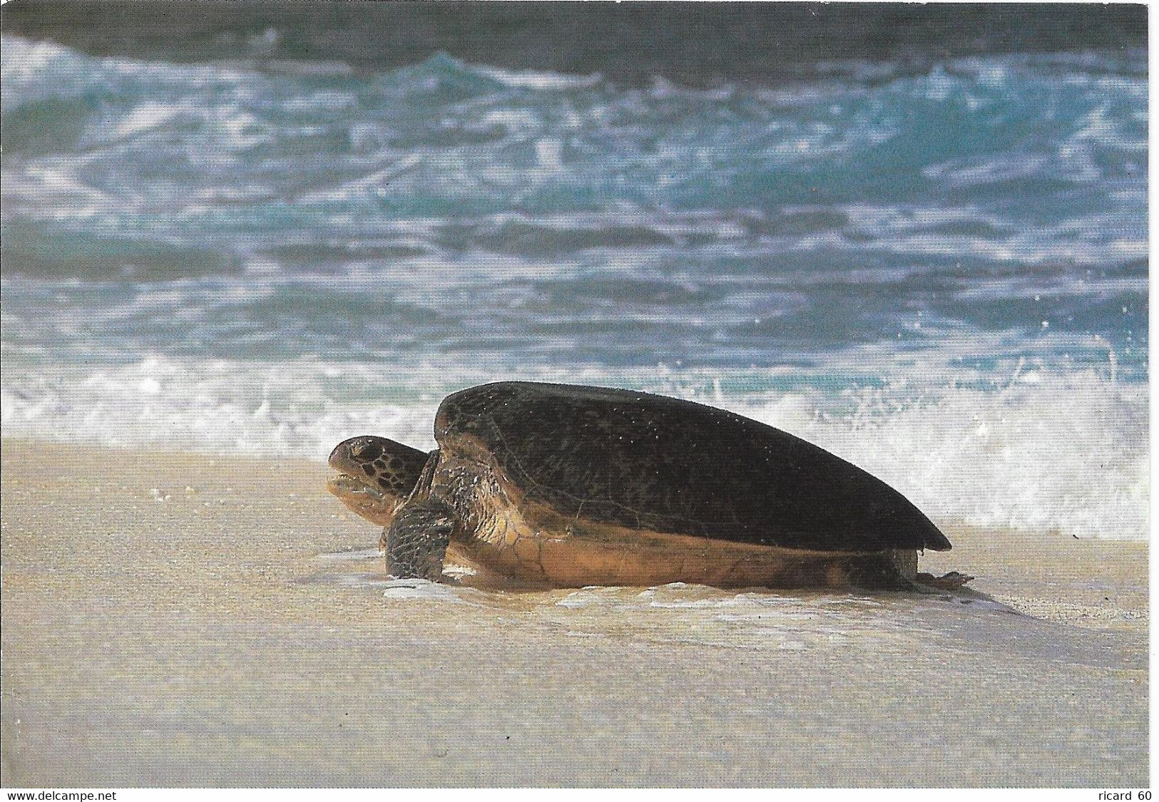 Cp île Tromelin Femelle De Tortue Franche Montant à Terre Pour Pondre - Turtles