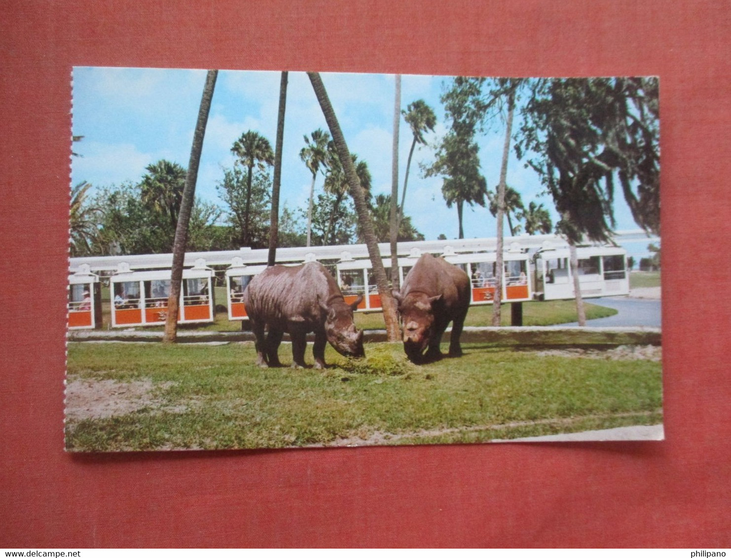 Rhinoceros  Tampa Fl          Ref 5188 - Rhinocéros