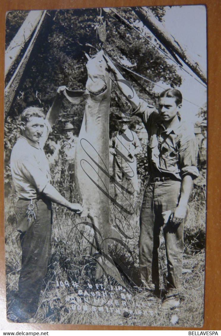 RPPC-Carte Photo; 109 (Pds?)6 Ft. 3 Inch Steur. Caucht By John Haner(left) & Bob Smith. (U.S.A. ?) Sturgeon - Fish & Shellfish