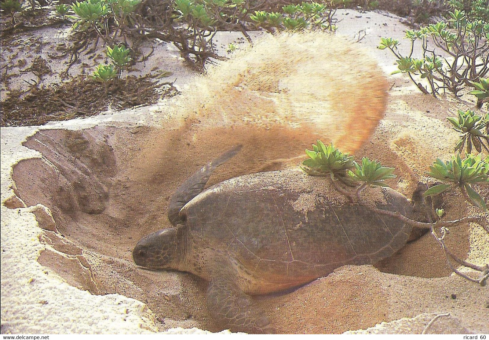 Cp Femelle De Tortue Franche Creusant Un Nid, Ile Tromelin - Schildkröten