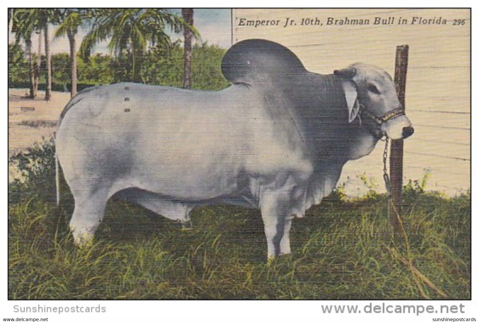 Florida Bradenton Emperor Jr 1th Owned By T P Chaires Jr 1953 - Bradenton