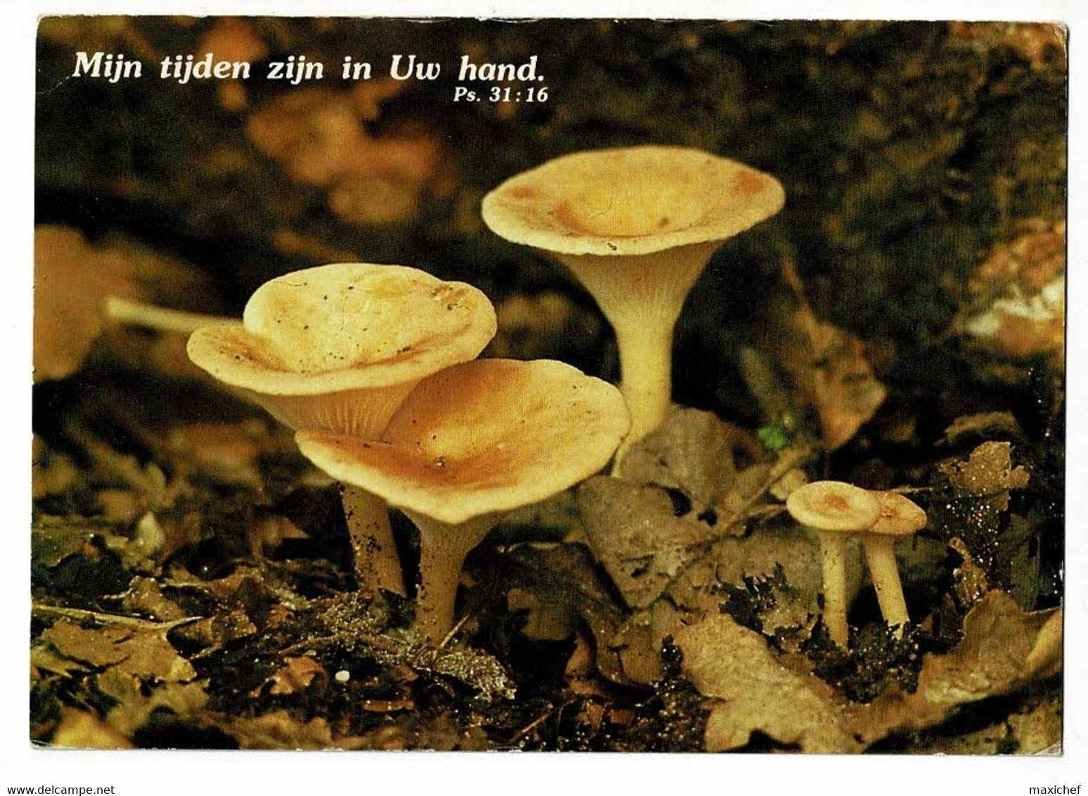 Carte Fantaisie - Champignons Comestibles "Clitocybe Gilba"  Mijn Tijden Zijn In Uw Hand, PS. 31:16 - Circulé 1980 - Pilze