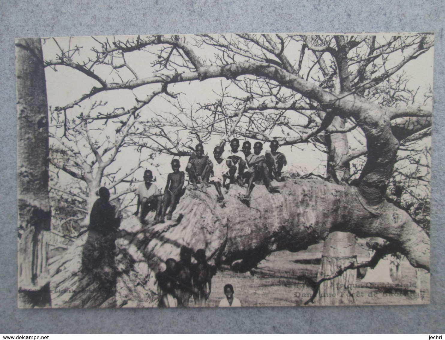 Afrique Occidentale. Dans Une Foret De Baobabs - Non Classés