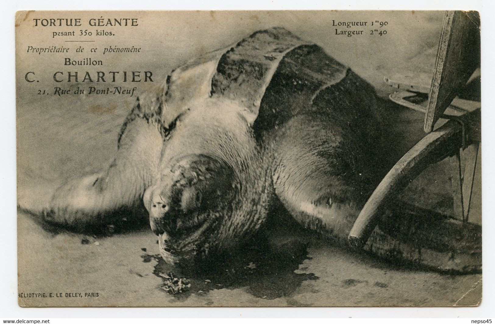 Tortue Géante Pesant 350 Kgs Propriétaire De Ce Phénomène Bouillon C. Chartier - Schildpadden