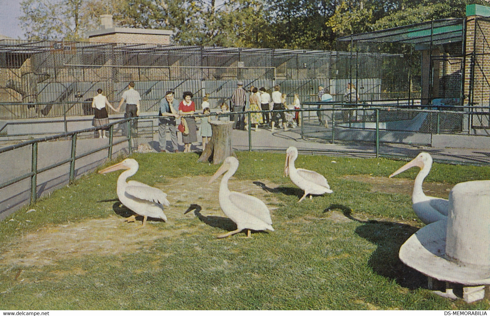 Calgary Alberta Canada - Zoo At St George Island , Pelican 1962 - Calgary