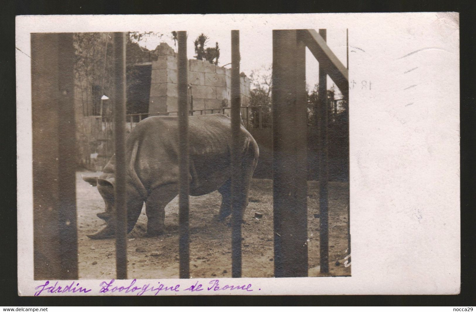 ZOO DI ROMA - FOTOCARTOLINA  VIAGGIATA NEL 1911 - RINOCERONTE - RHINOCEROS - NASHORN - UNICA!!!! - Rhinocéros