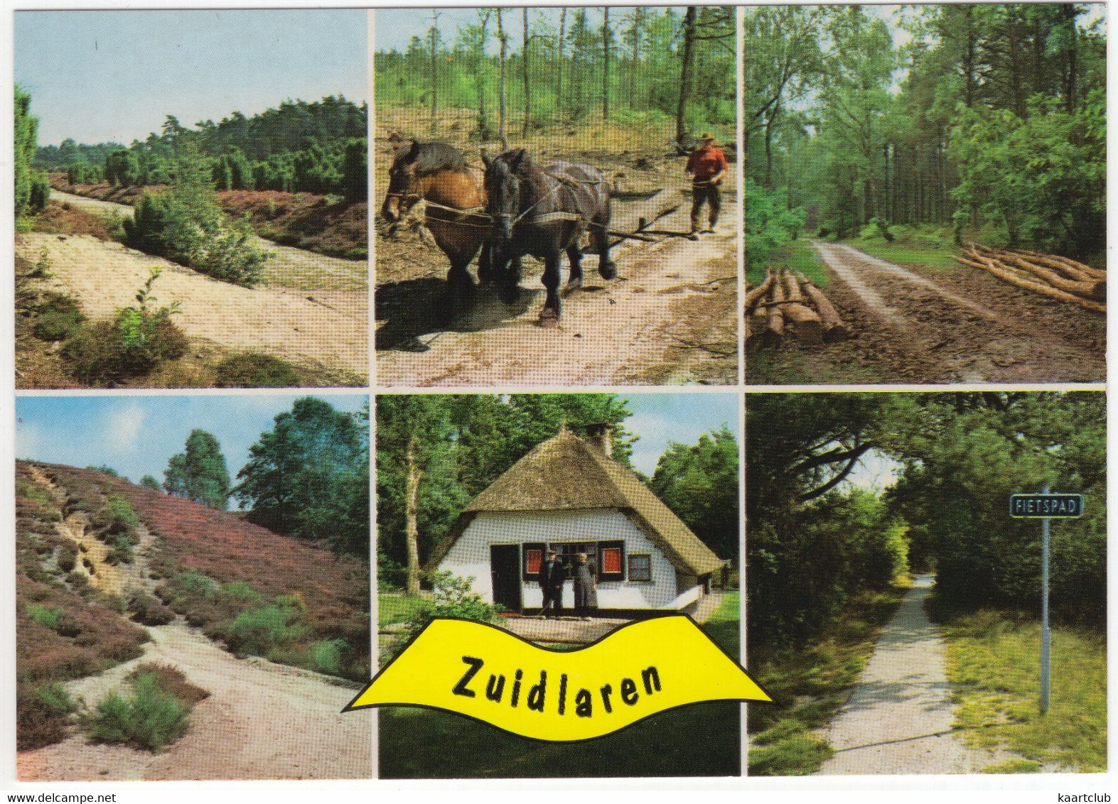 Zuidlaren - Natuur, Paarden, Boerderij, Klederdracht, Fietspad Etc. - (Nederland / Holland) - Nr. 703 - Zuidlaren