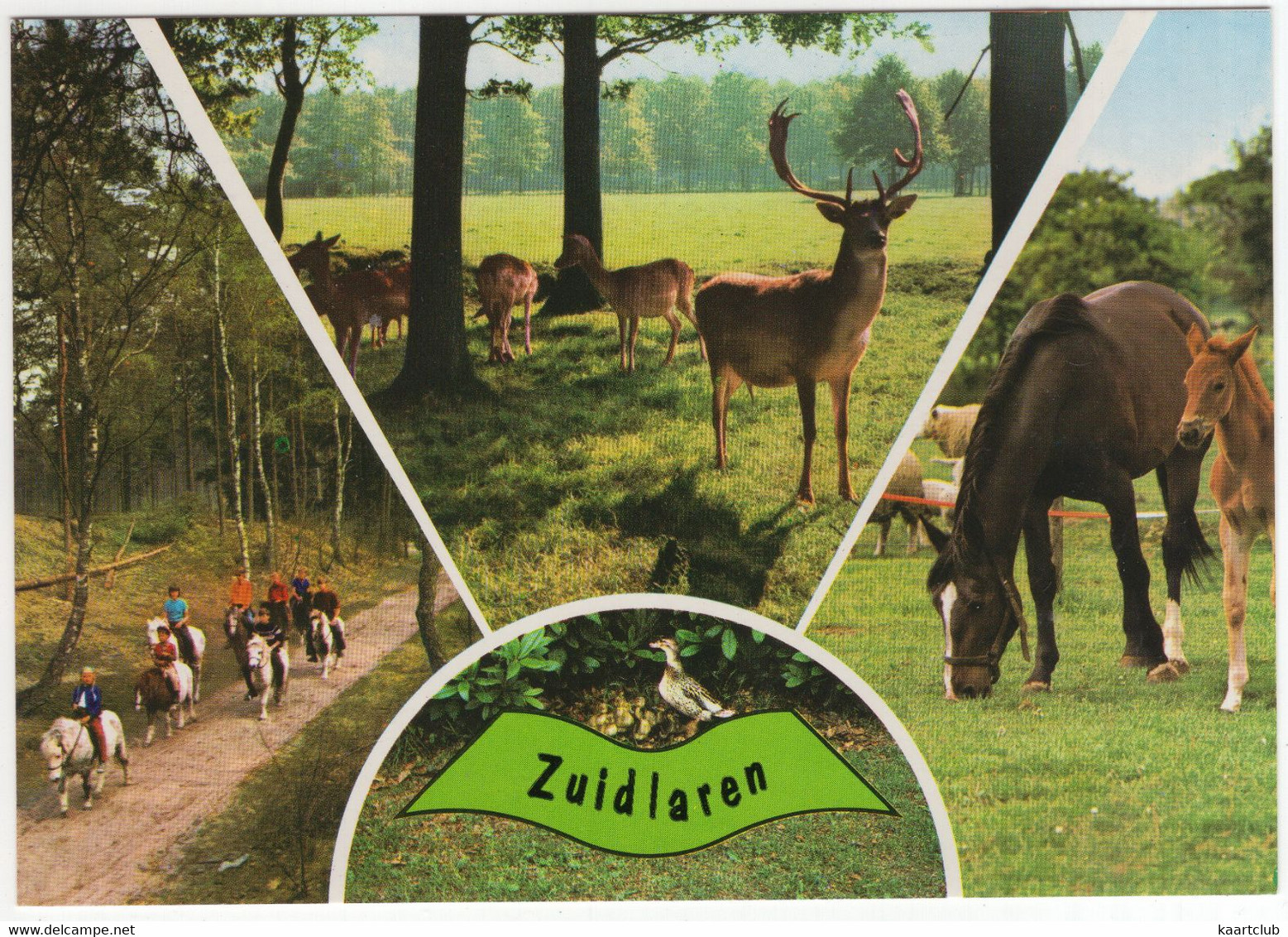 Zuidlaren - Natuur, Paarden, Herten Etc. - (Nederland / Holland) - Nr. 694 - Zuidlaren