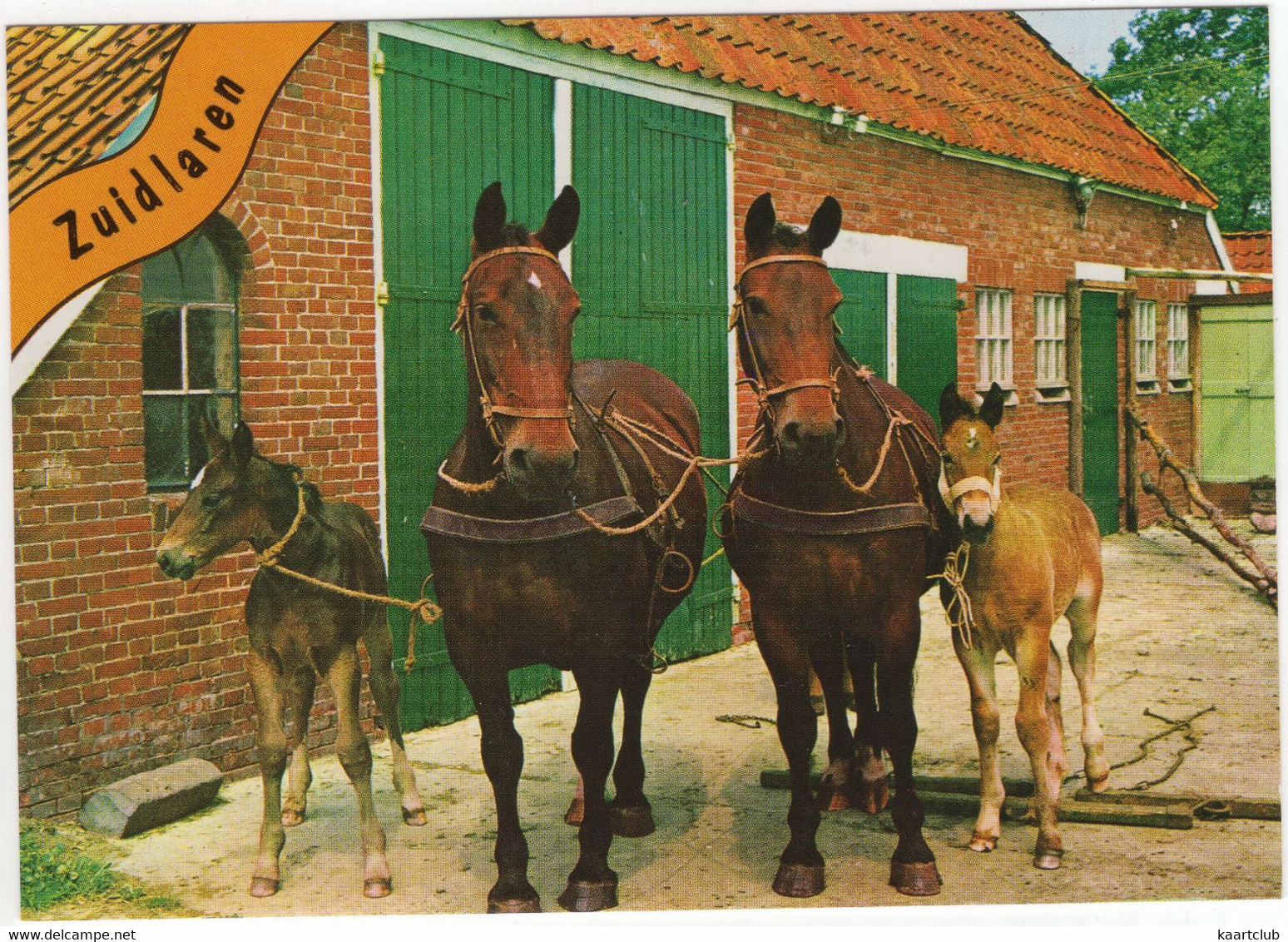 Zuidlaren - Boerderij Met Paarden En Veulens - (Nederland / Holland) - Nr. 608 - Zuidlaren