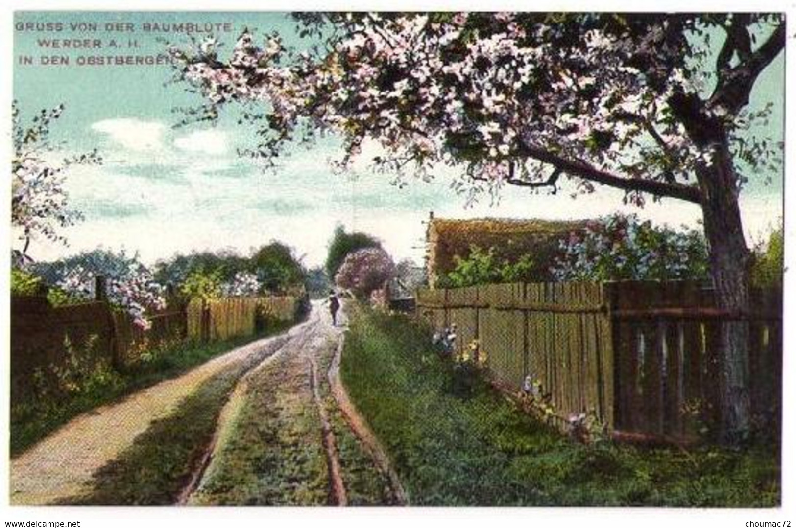 (Brandebourg) 054, Werder A. H., Gruss Von Der Baumblüte Werder A. H., In Den Obstbergen - Werder