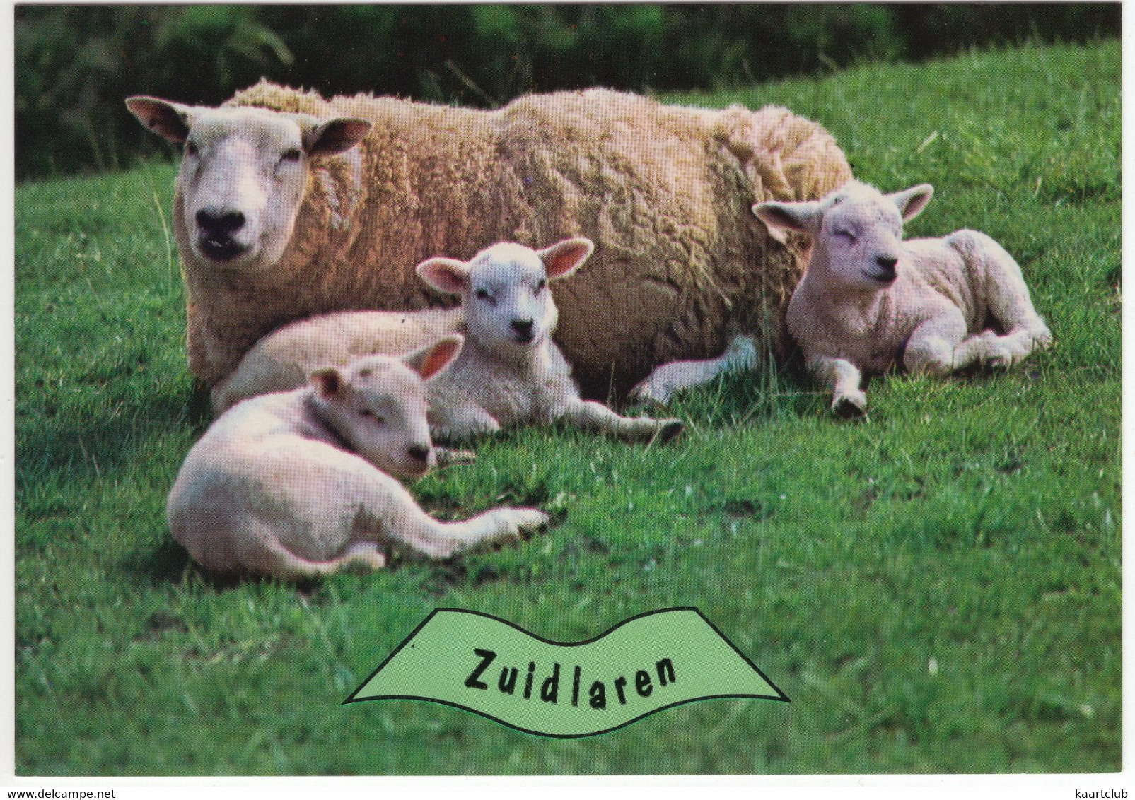 Zuidlaren - Ooi Met Lammeren - Schapen - (Nederland / Holland) - Nr. 701 - Zuidlaren