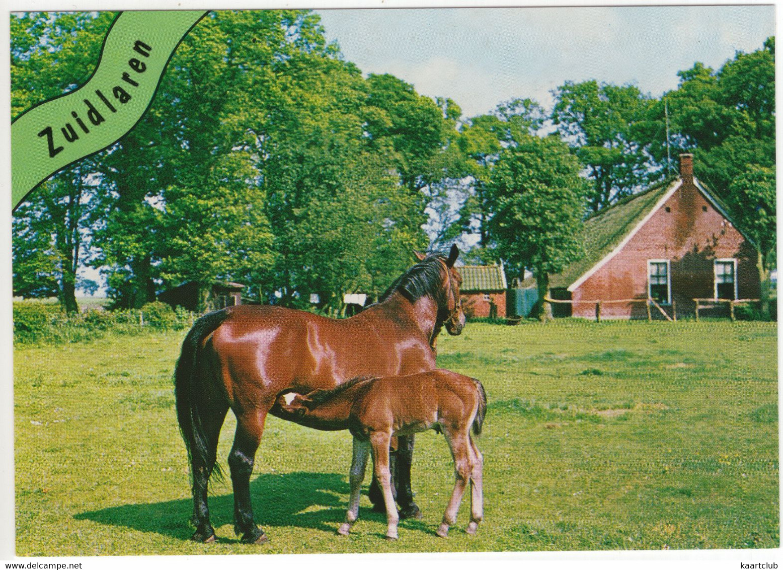 Zuidlaren - Paard, Veulen, Weide, Boerderij - (Nederland / Holland) - Nr. 635 - Zuidlaren