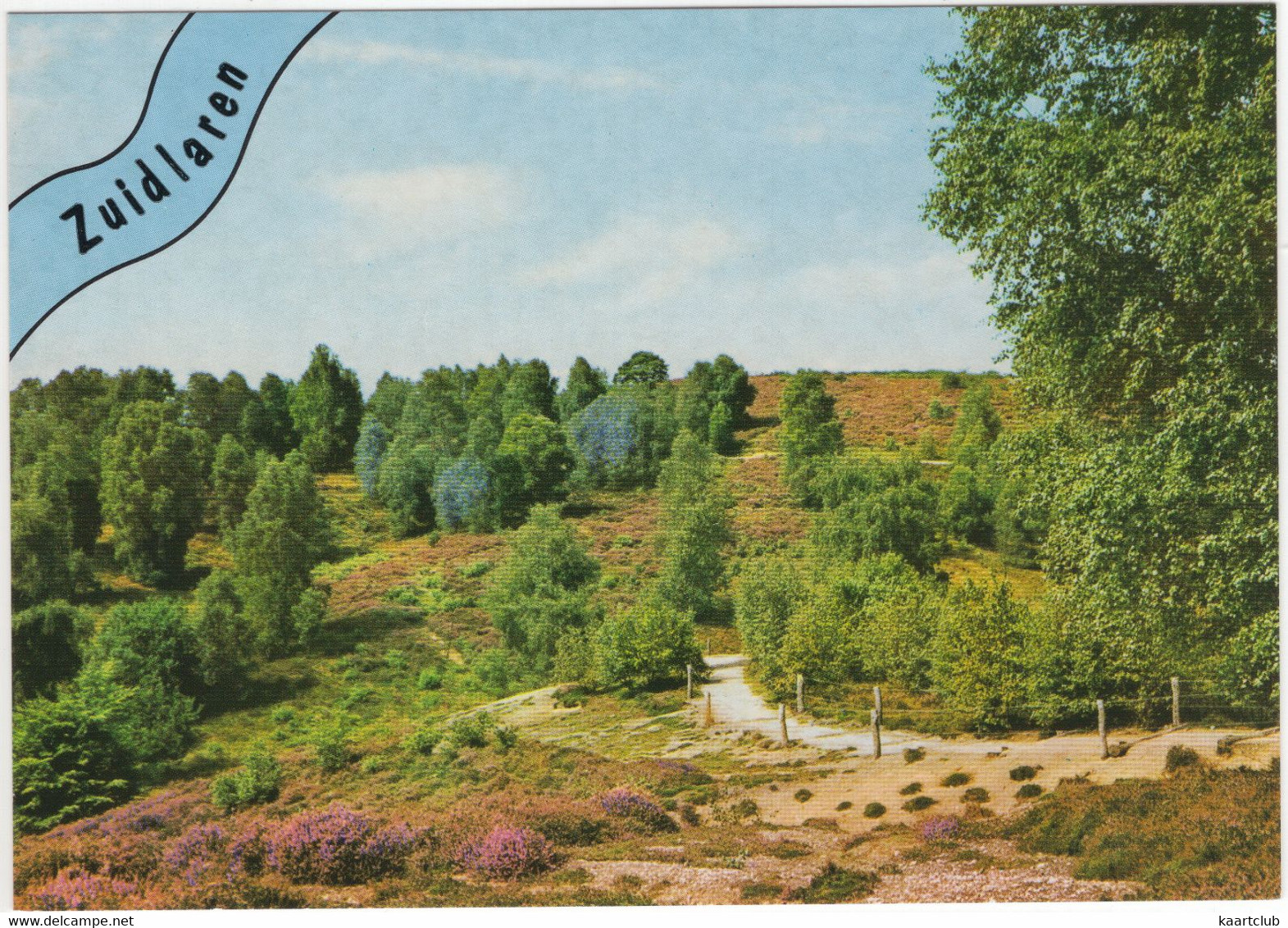 Zuidlaren - Struiken En Bomen Op De Heide - Zandpad, Natuur - (Nederland / Holland) - Nr. 729 - Zuidlaren