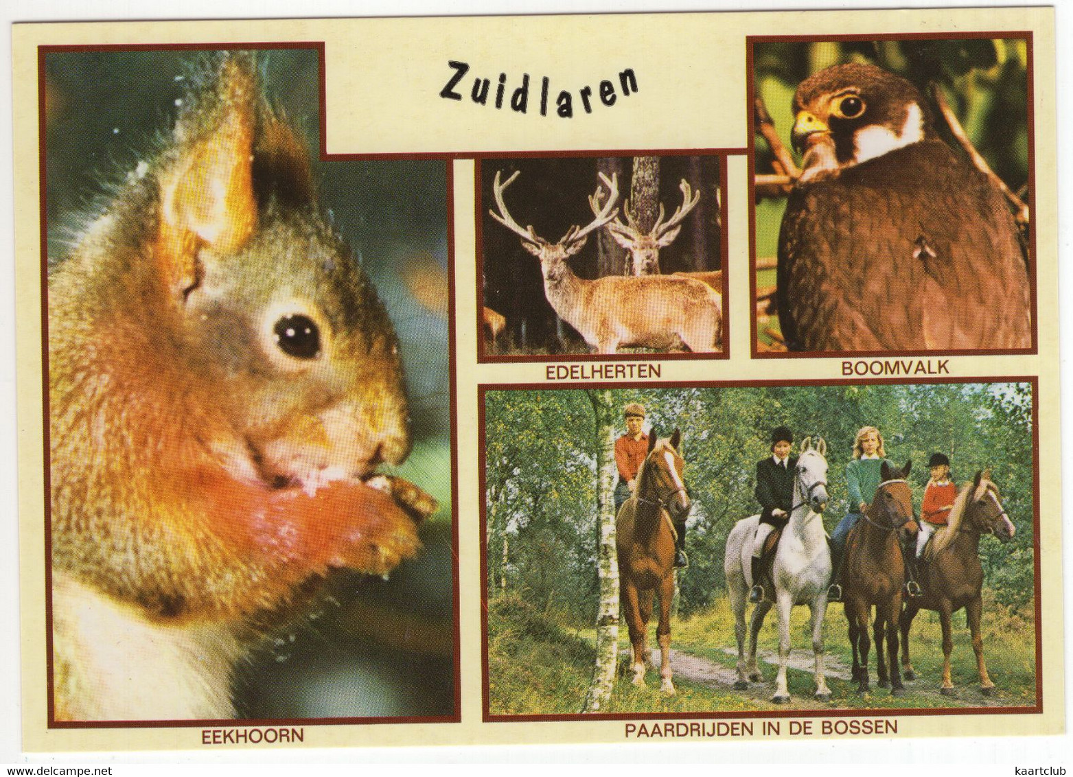 Zuidlaren - Eekhoorn, Edelhert, Boomvalk, Paardrijden In De Bossen - (Nederland / Holland) - Nr. 769 - Zuidlaren