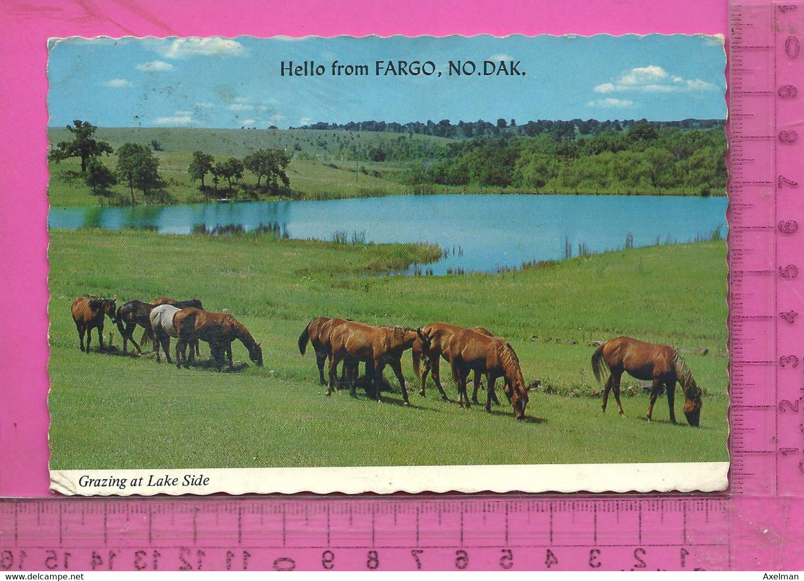 CPM   ETATS-UNIS, DAKOTA DU NORD, FARGO : Grazing At Lake Side - Fargo