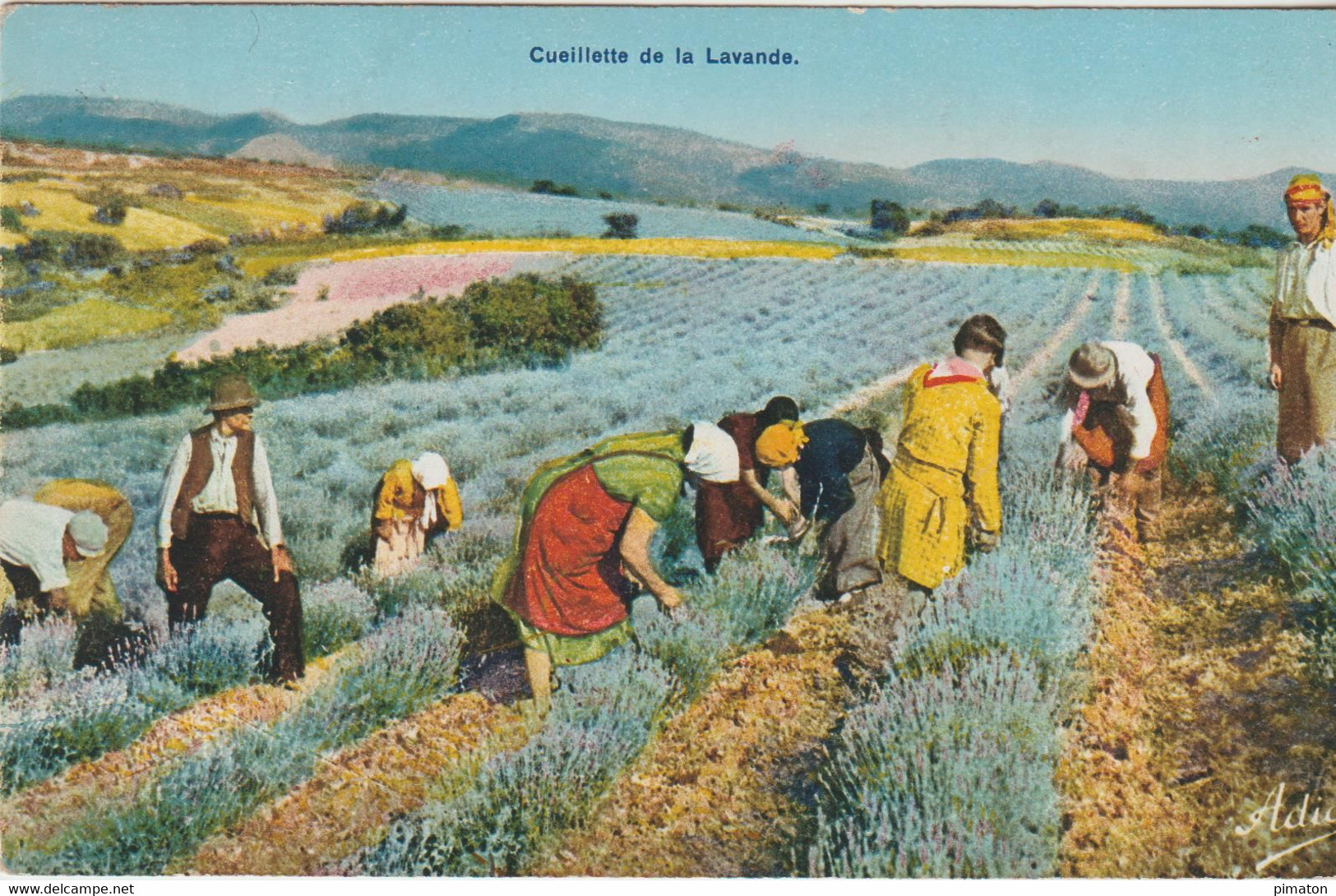CUEILLETTE De La LAVANDE - Plantes Médicinales