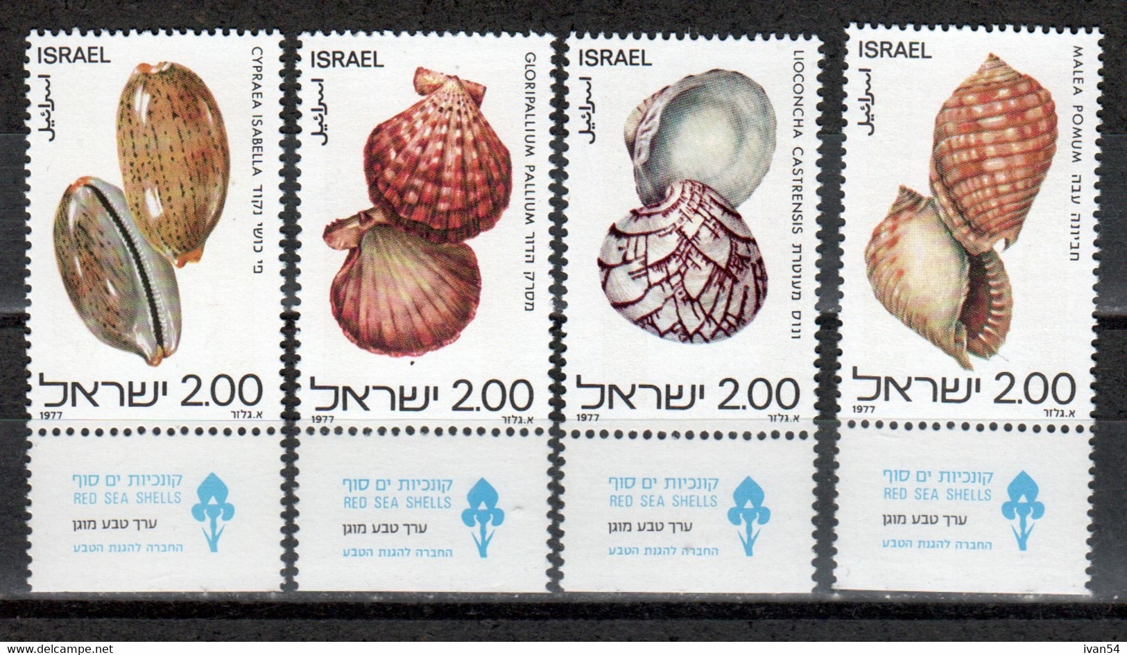 ISRAEL 668-71 (1977)  MNH ** - Shells - Coquillages - Schelpen - Ungebraucht (mit Tabs)