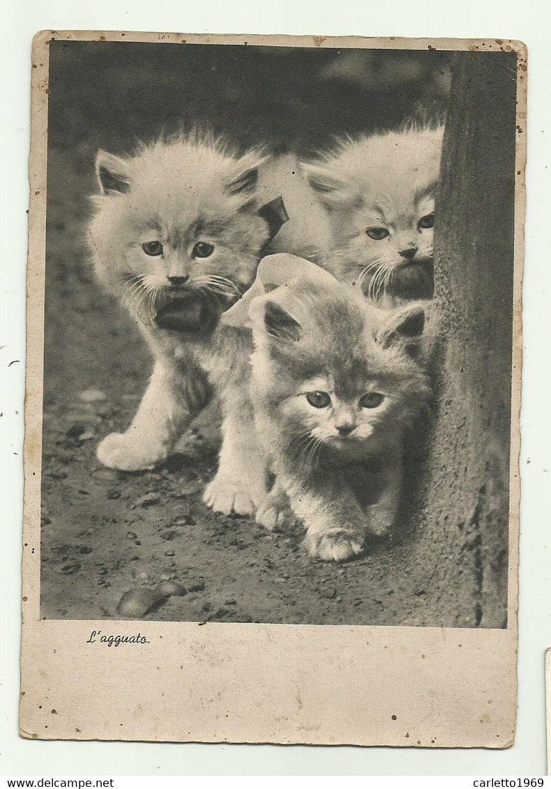 L'AGGUATO - CUCCIOLI GATTO - 1942 VIAGGIATA  FG - Cats