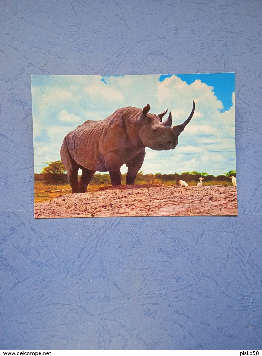 Animali-rinoceronte-fg- - Rhinoceros