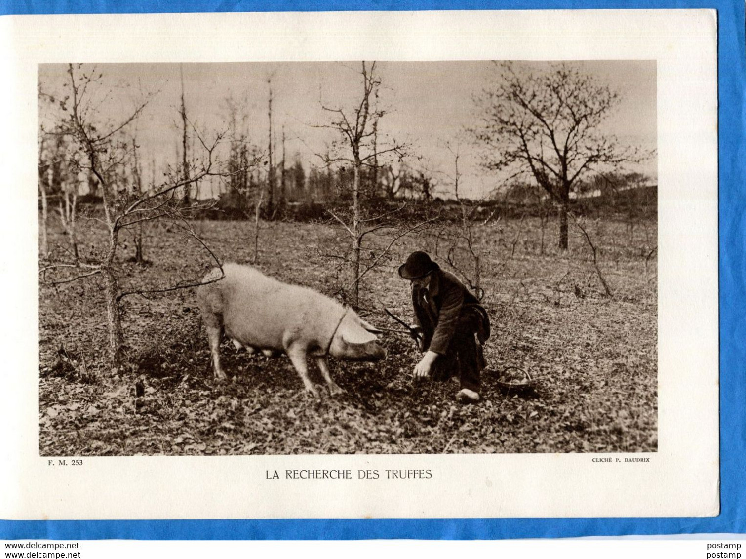 PHOTO-f Daudrix- GROS PLAN-recherche Des Truffes- Chercheur Avec Son Cochon-années 1920 - Berufe
