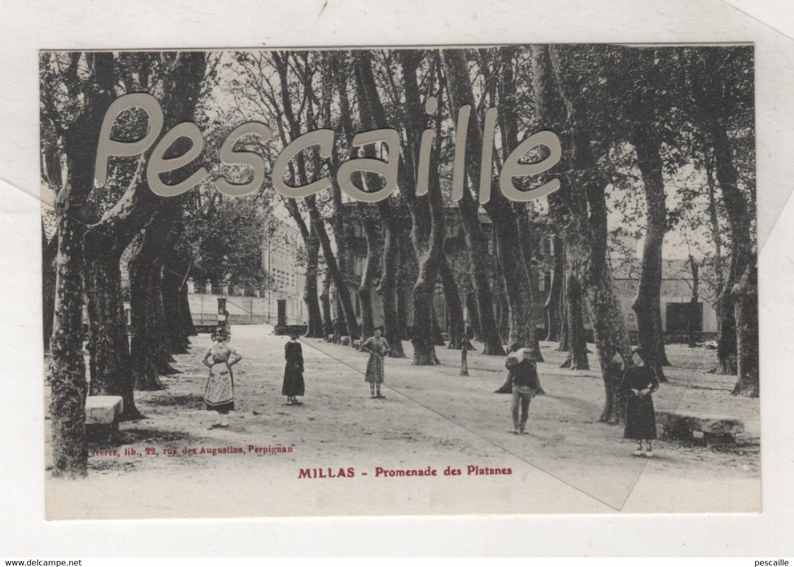 66 PYRENEES ORIENTALES - CP ANIMEE MILLAS - PROMENADE DES PLATANES - BRUN ? FRERES LIB. PERPIGNAN - Millas