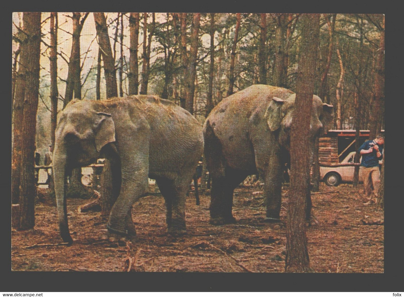 Tüddern Bei Geilenkirchen - Löwen- Und Grosswild-Auto-Safari - Elephant / Olifant - Geilenkirchen