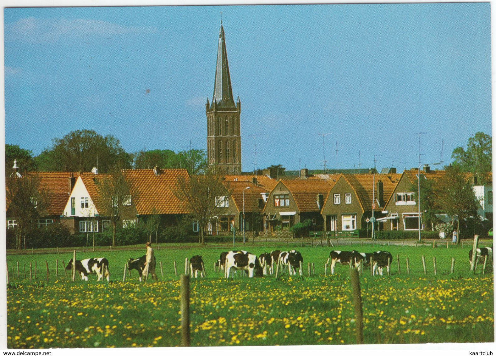 Gezicht Op Steenwijk - Koeien In De Wei, Boer, Kerk - (Ov., Nederland / Holland) - Steenwijk