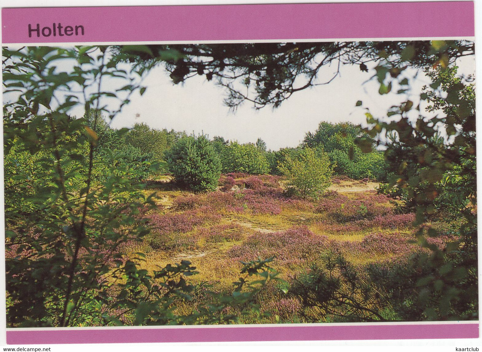 Holten - Heide, Natuur - (Ov., Nederland/Holland) - Holten