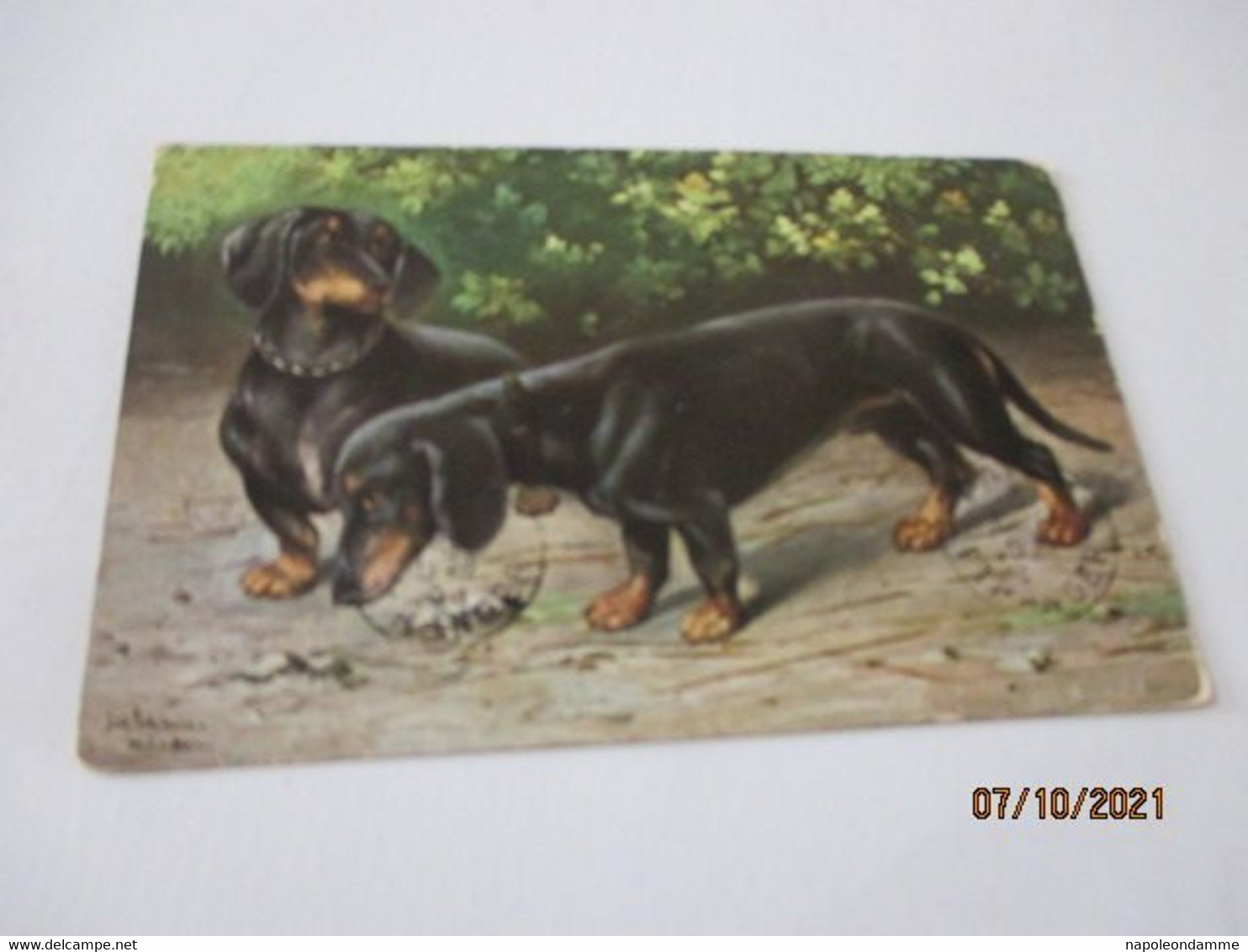 Teckel, Dackel, Dachshund, - Dogs