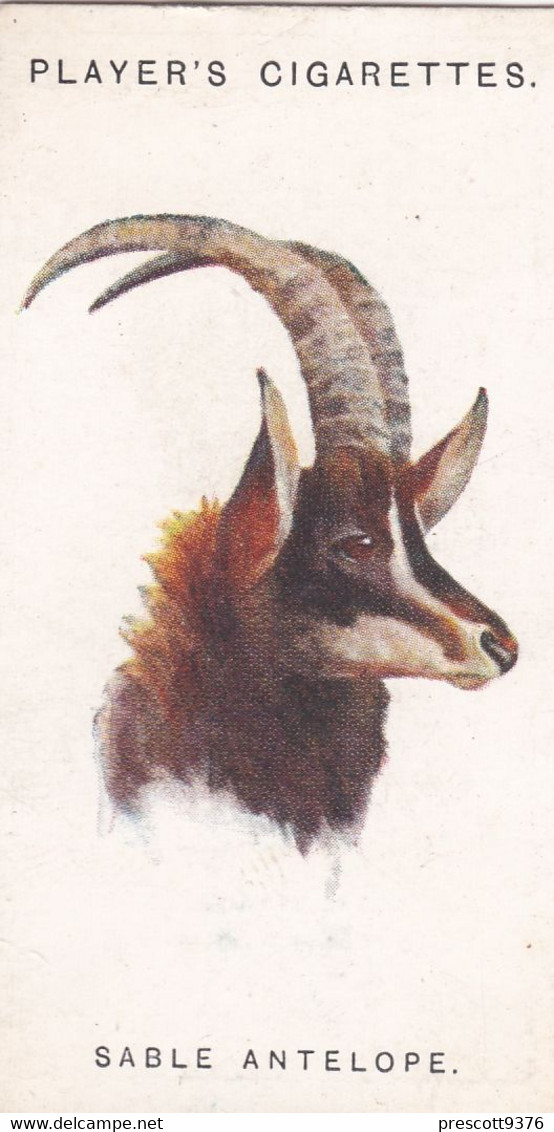 1 Sable Antelope  - Wild Animal Heads 1931 - Players Cigarette Card - Original - Wildlife, - Wills