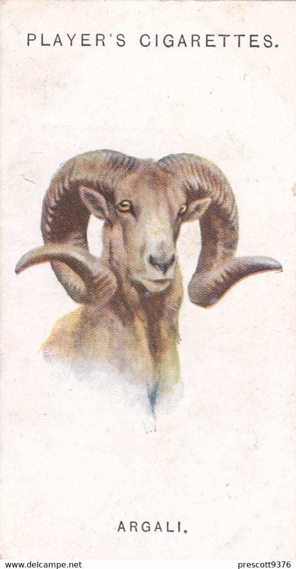 2 Argali  - Wild Animal Heads 1931 - Players Cigarette Card - Original - Wildlife, - Wills