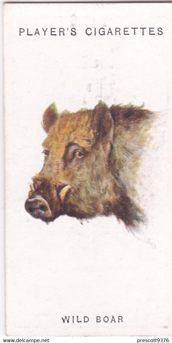 8 Wild Boar  - Wild Animal Heads 1931 - Players Cigarette Card - Original - Wildlife, - Wills