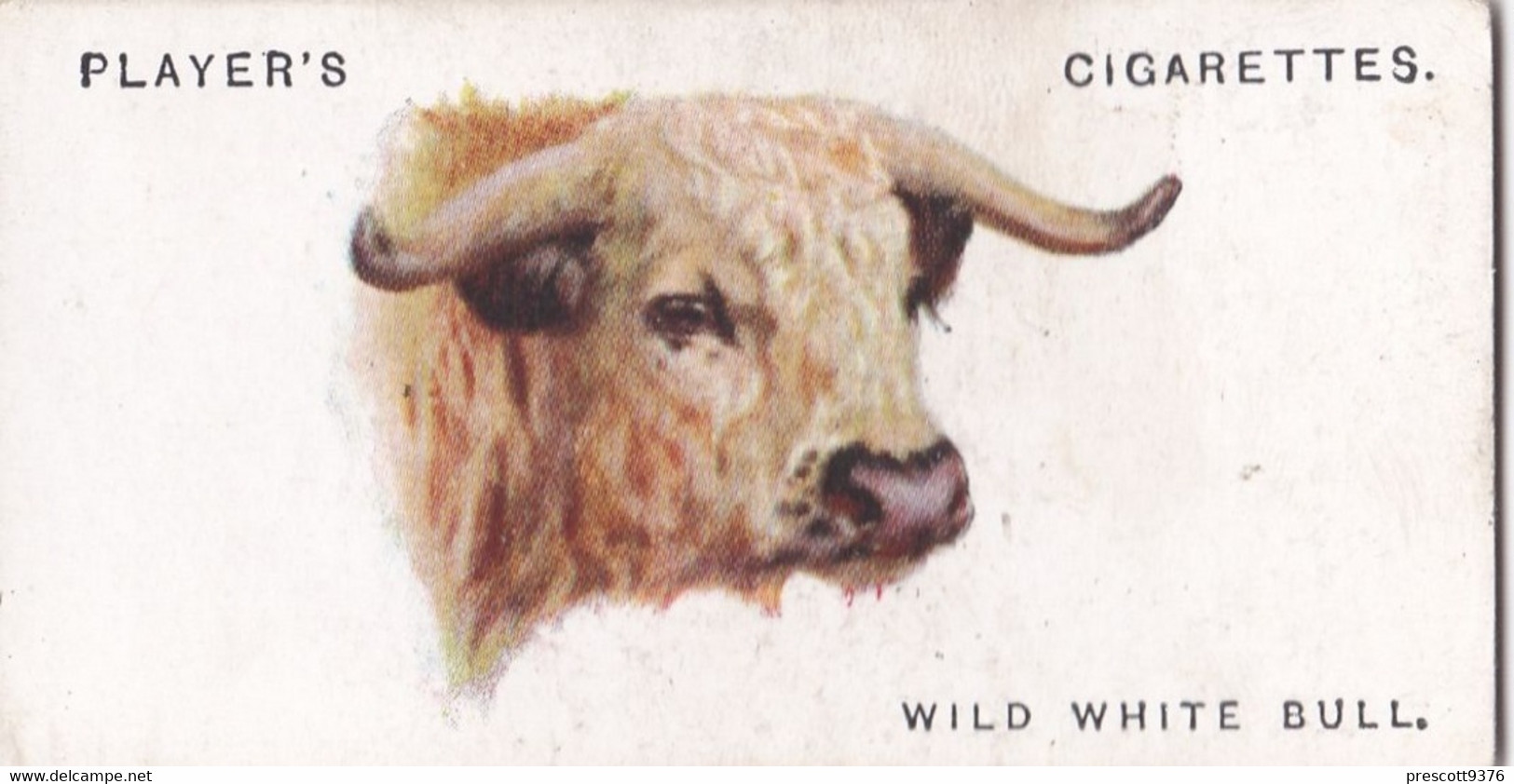 10 Wild White Bull  - Wild Animal Heads 1931 - Players Cigarette Card - Original - Wildlife, - Wills