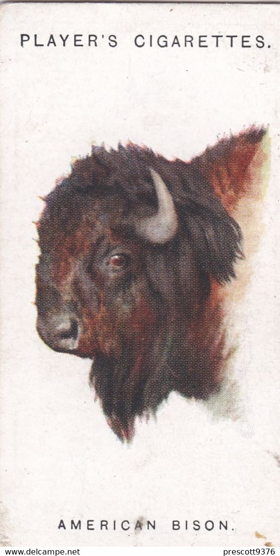 7 American Bison - Wild Animal Heads 1931 - Players Cigarette Card - Original - Wildlife, - Wills