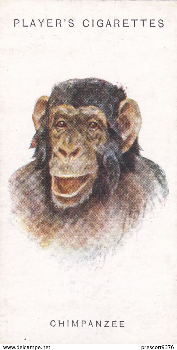 15 Chimpanzee - Wild Animal Heads 1931 - Players Cigarette Card - Original - Wildlife, - Wills