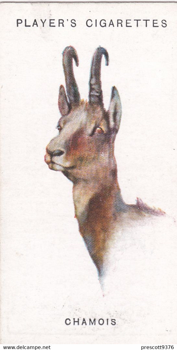 13 Chamois - Wild Animal Heads 1931 - Players Cigarette Card - Original - Wildlife, - Wills