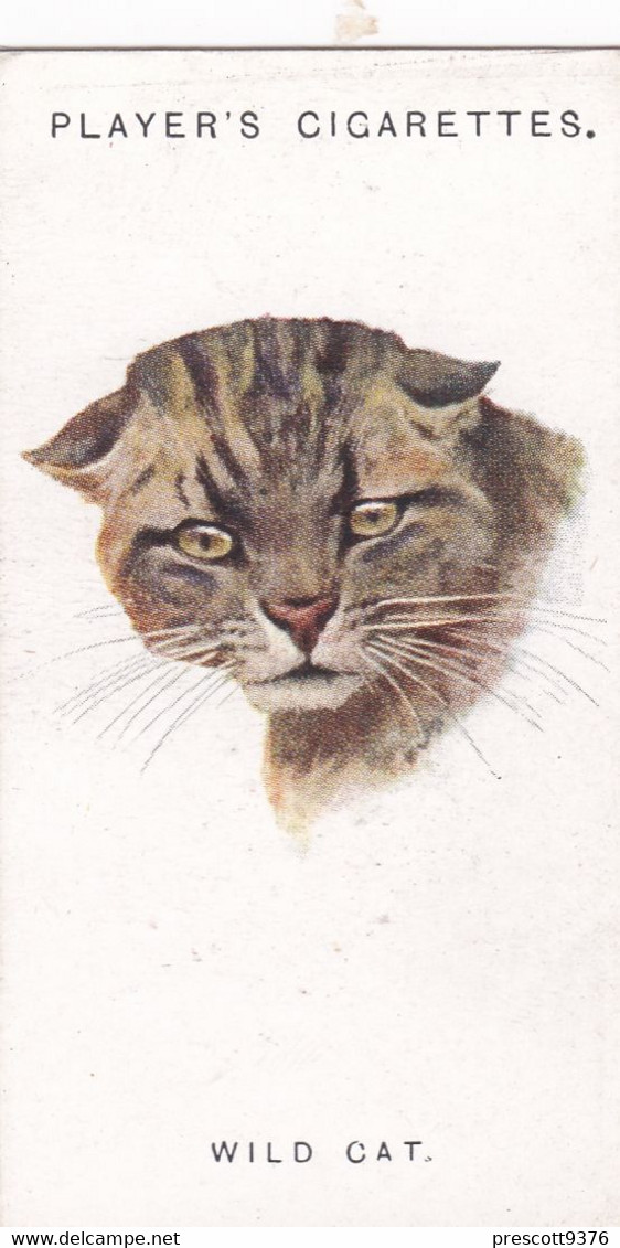 12 Wildcat - Wild Animal Heads 1931 - Players Cigarette Card - Original - Wildlife, - Wills