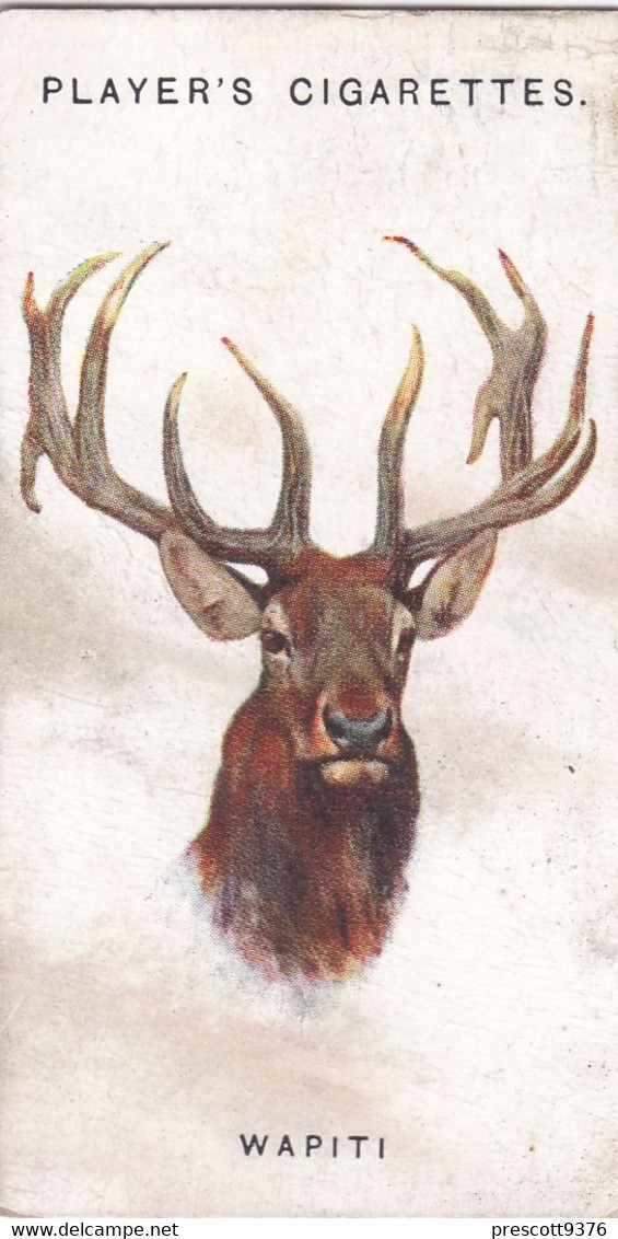 18 Wapiti   - Wild Animal Heads 1931 - Players Cigarette Card - Original - Wildlife, - Wills