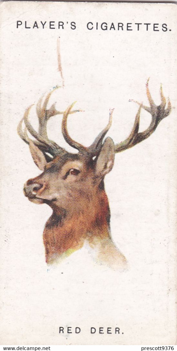 17 Red Deer   - Wild Animal Heads 1931 - Players Cigarette Card - Original - Wildlife, - Wills