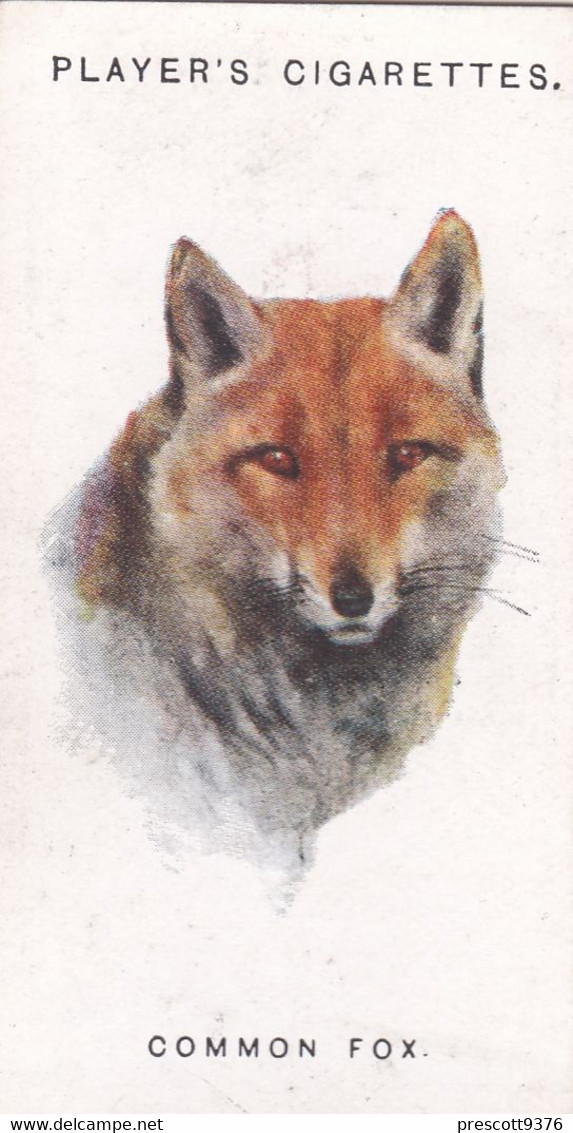 23 Common Fox  - Wild Animal Heads 1931 - Players Cigarette Card - Original - Wildlife, - Wills