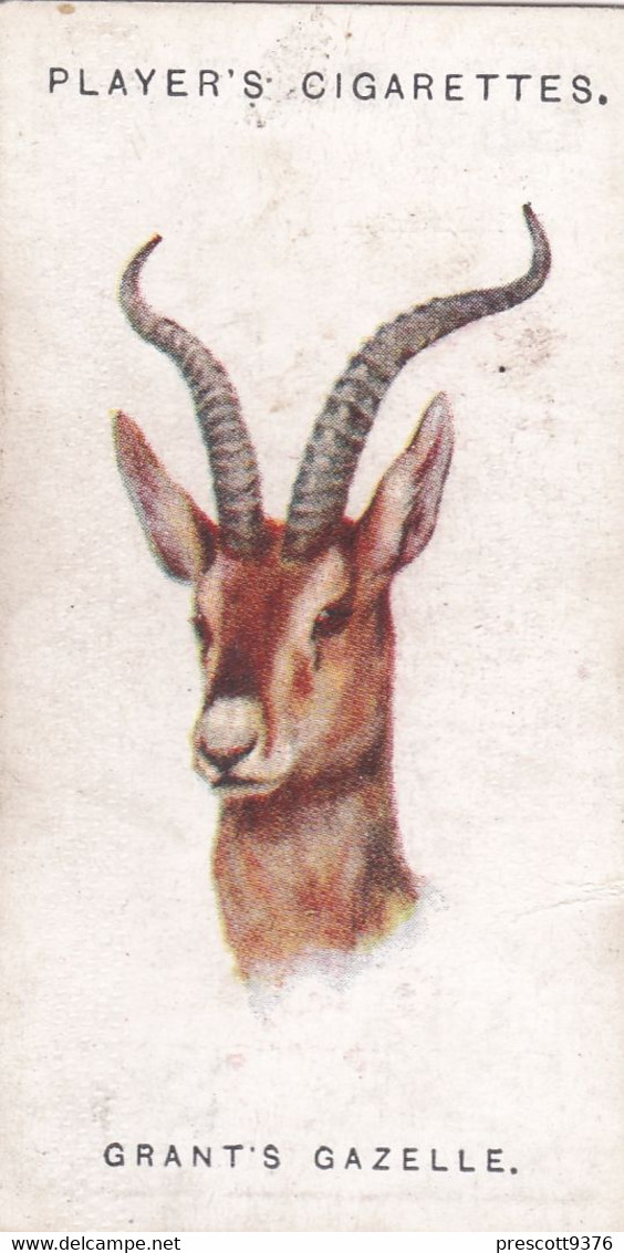 24 Grants Gazelle - Wild Animal Heads 1931 - Players Cigarette Card - Original - Wildlife, - Wills