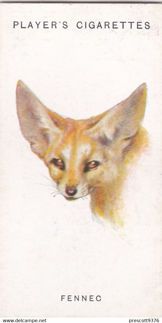 22 The Fennec - Wild Animal Heads 1931 - Players Cigarette Card - Original - Wildlife, - Wills