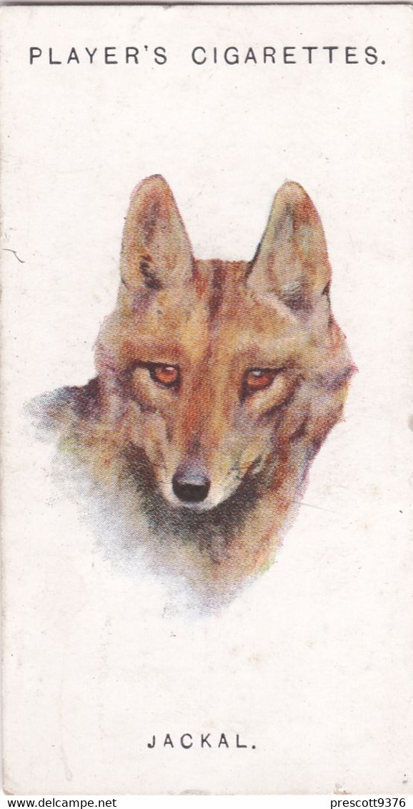 30 The Jackal  - Wild Animal Heads 1931 - Players Cigarette Card - Original - Wildlife, - Wills