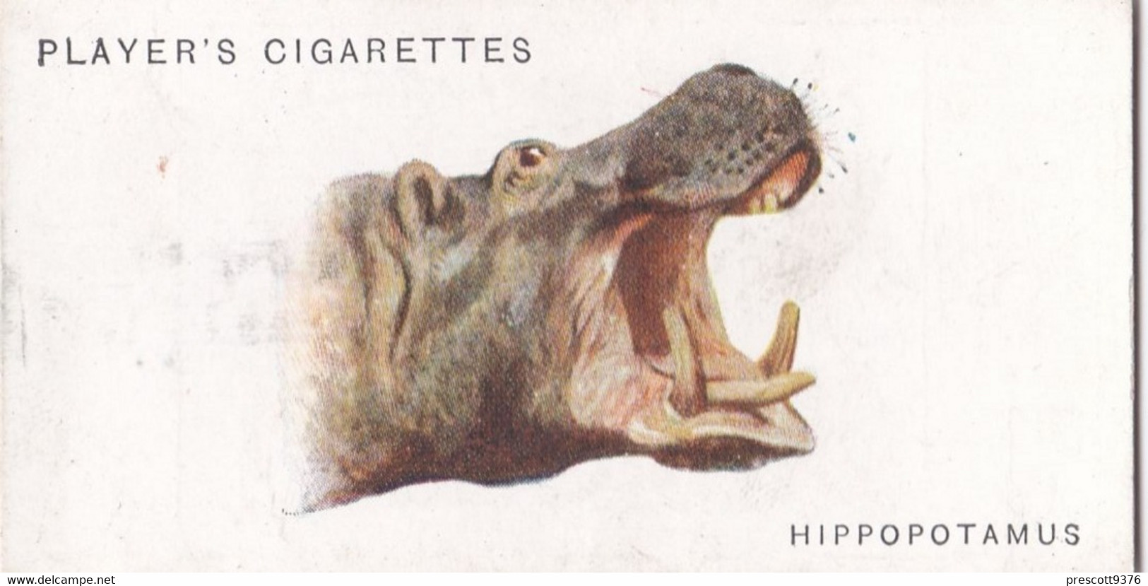 29 Hippopotamus   - Wild Animal Heads 1931 - Players Cigarette Card - Original - Wildlife, - Wills