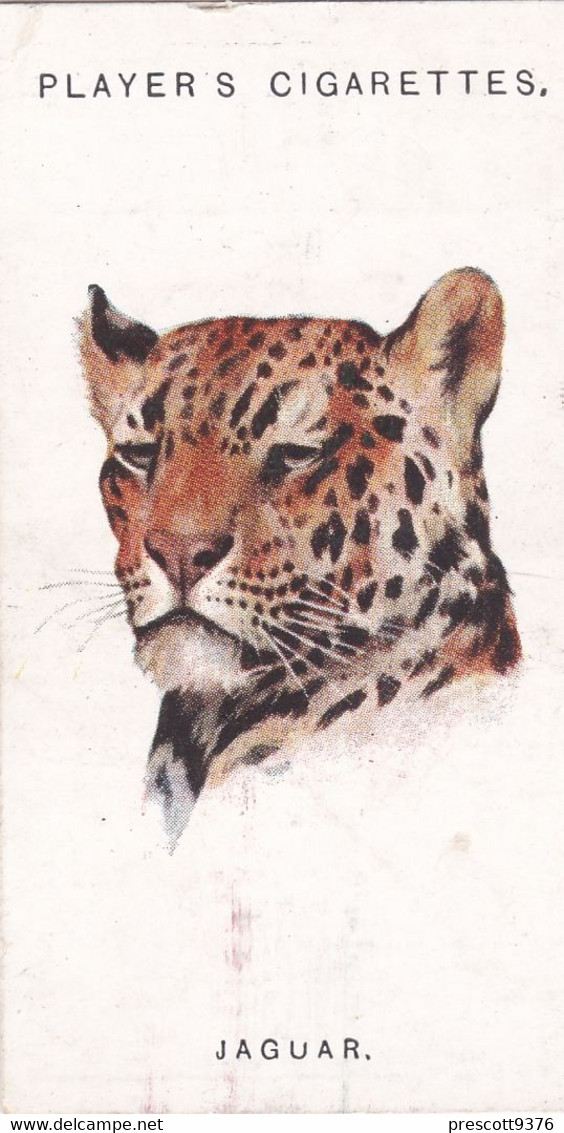 31 Jaguar   - Wild Animal Heads 1931 - Players Cigarette Card - Original - Wildlife, - Wills