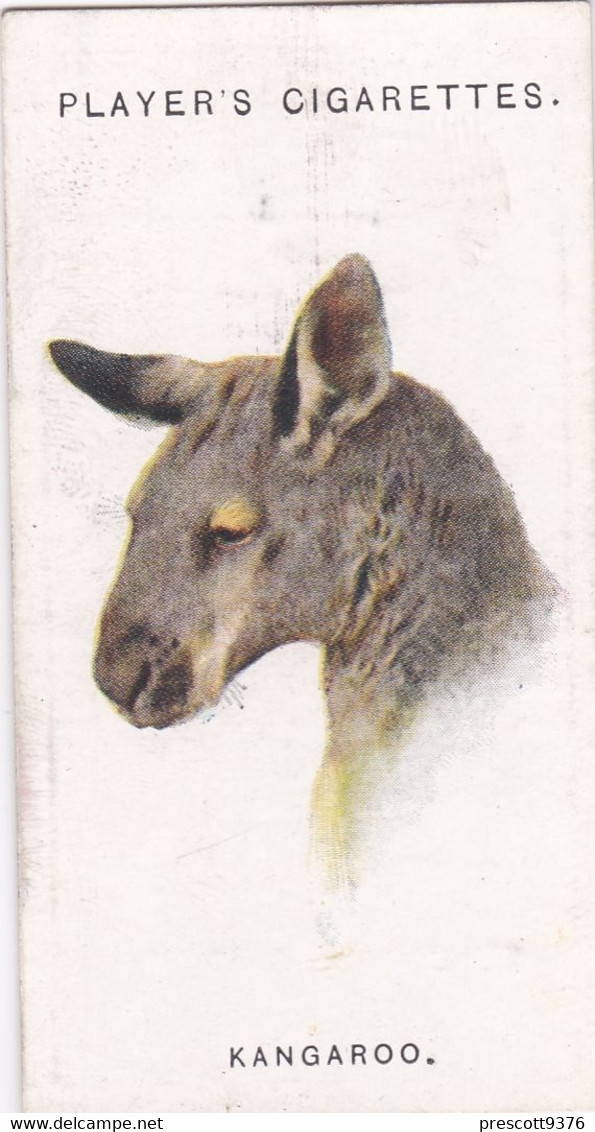 32 Kangaroo   - Wild Animal Heads 1931 - Players Cigarette Card - Original - Wildlife, - Wills