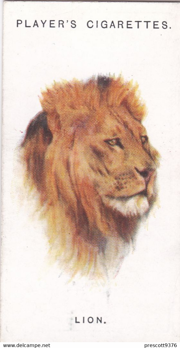 35 Lion  - Wild Animal Heads 1931 - Players Cigarette Card - Original - Wildlife, - Wills