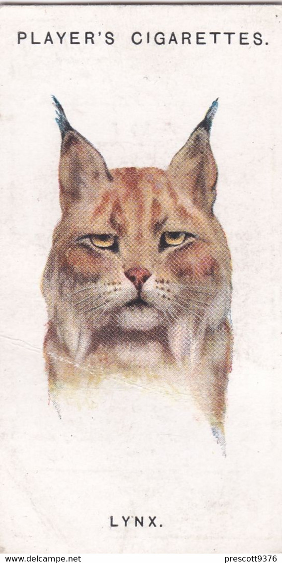 36 The Lynx  - Wild Animal Heads 1931 - Players Cigarette Card - Original - Wildlife, - Wills